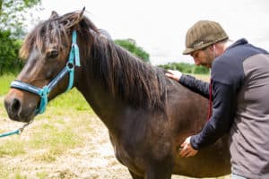 Auscultation d’un cheval
