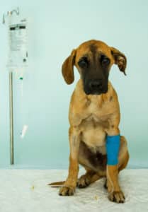 Hospitalisation d'un chien